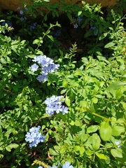 Plumbago auriculata