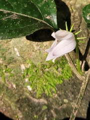 Lycianthes lysimachioides