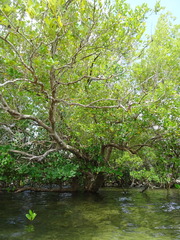 Avicennia marina