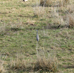 Egretta novaehollandiae