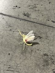 Stagmomantis