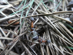 Formica rufa