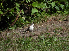 Curruca curruca