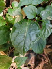 Lycianthes lysimachioides