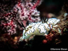 Doriprismatica atromarginata