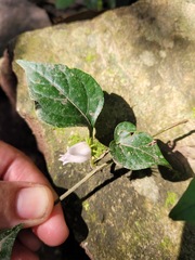 Lycianthes lysimachioides