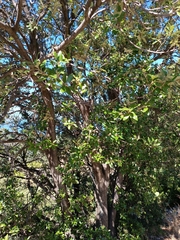 Quercus ilex