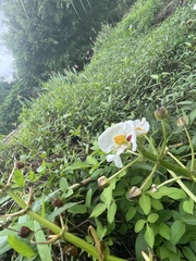 Sagittaria montevidensis