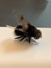 Eristalis intricaria