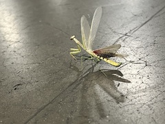 Stagmomantis