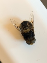 Eristalis intricaria