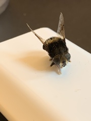 Eristalis intricaria
