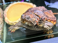 Chelydra acutirostris