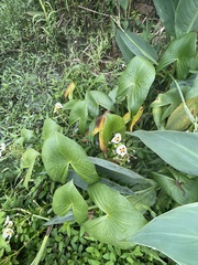 Sagittaria montevidensis