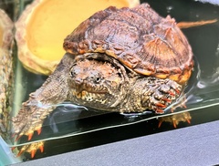 Chelydra acutirostris