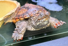 Chelydra acutirostris