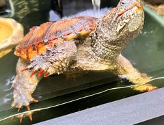 Chelydra acutirostris