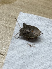 Pentatoma rufipes