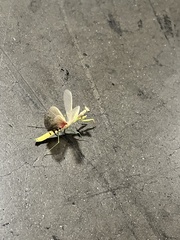 Stagmomantis
