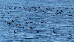 Phalacrocorax sulcirostris