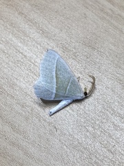 Campaea margaritaria