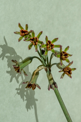 Tulbaghia cernua