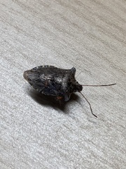 Pentatoma rufipes