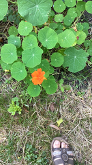 Tropaeolum majus