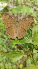 Junonia iphita