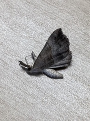 Hypena proboscidalis