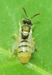 Nomioides