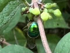 Augochloropsis metallica
