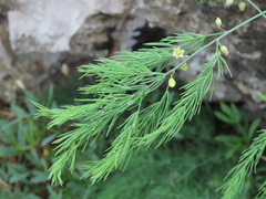 Asparagus prostratus