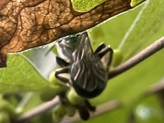 Augochloropsis metallica