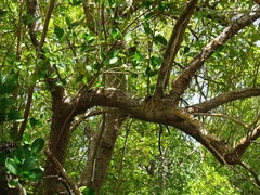 Avicennia marina