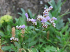 Limonium binervosum