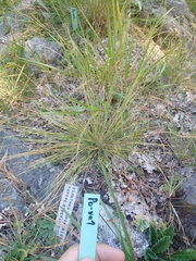 Poa variegata
