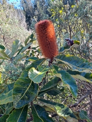 Banksia robur