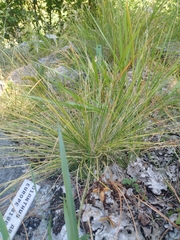 Poa variegata