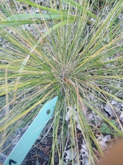 Poa variegata