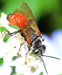 Tachysphex obscuripennis