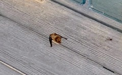 Pipistrellus pipistrellus