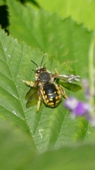 Anthidium manicatum