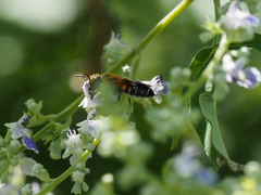 Megachile umbripennis