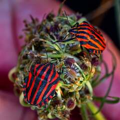 Graphosoma italicum italicum