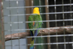Aratinga solstitialis