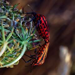 Graphosoma italicum italicum