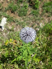 Echinops exaltatus