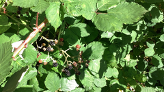 Rubus bifrons