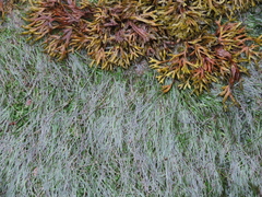 Fucus ceranoides